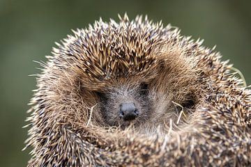 Hedgehog by Rob Kempers