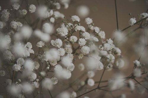 Blühendes Gipskraut