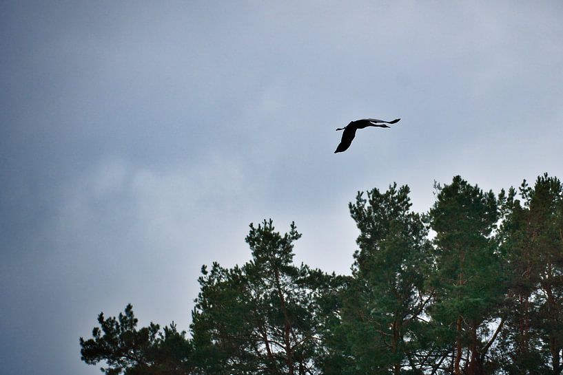 Des grues survolent une forêt par Martin Köbsch