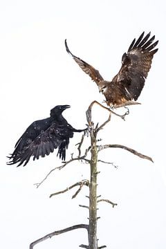 Le corbeau et le cerf-volant se battant pour le meilleur endroit ! sur Joy van der Beek