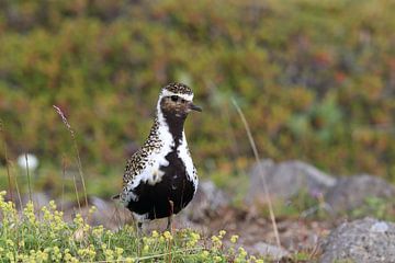 European golden plover (Pluvialis apricaria) in the natural habitat, Iceland by Frank Fichtmüller
