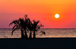 Palmen am Meeresstrand im Sonnenuntergang
