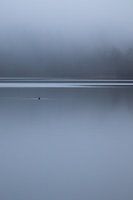 A loney duck in the Swedish archipelago.