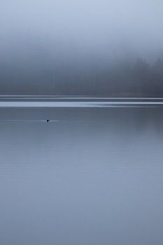 Eine einsame Ente in den schwedischen Schären.