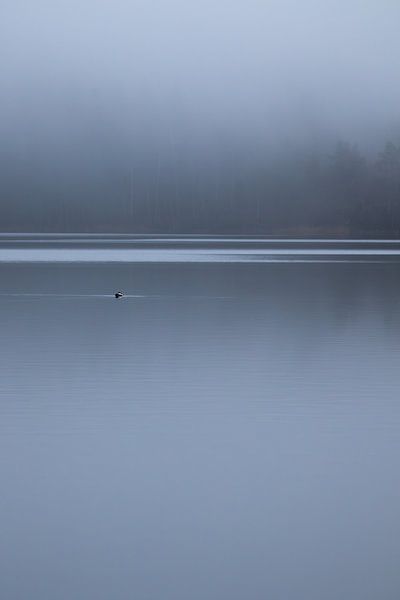 A loney duck in the Swedish archipelago. by Shotz by Mindy