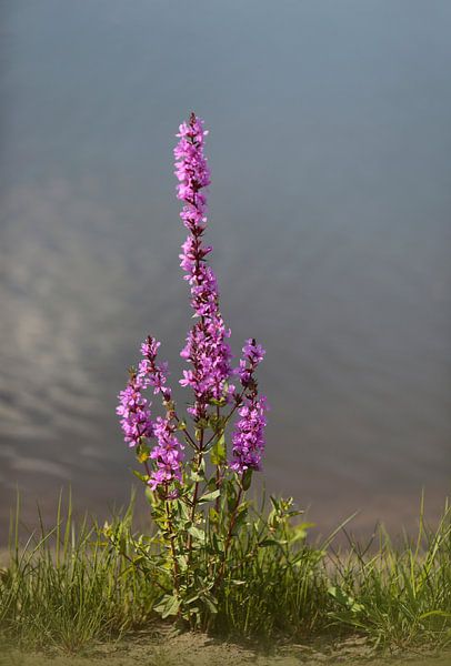 Großer Rohrkolben von Frank Smedts