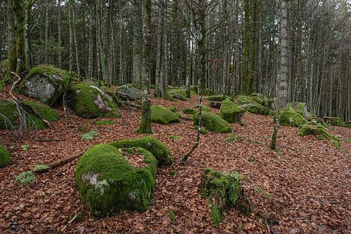 Deutschland - Schwarzwald - Günterfelsen