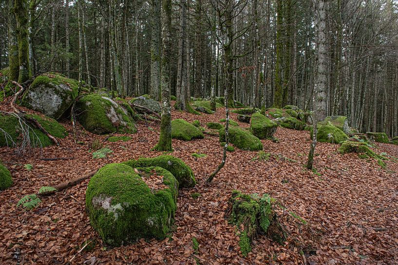 Deutschland - Schwarzwald - Günterfelsen von Shooting-Art