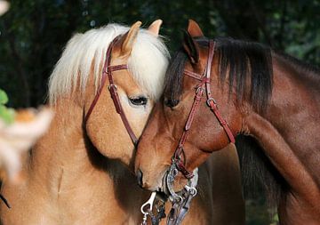 2 paardenkoppen zeer dicht bij elkaar van Pfotowelt