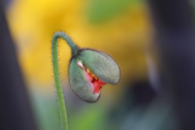 A kind of poppy in button by Suzanna Lasalla
