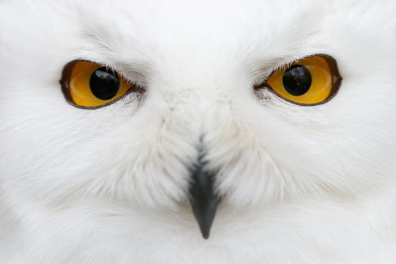 Evil eyes of the snow by Attila Gimesi