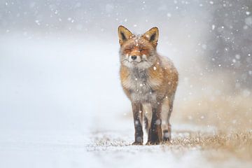 Fuchs im Schneesturm sur Pim Leijen