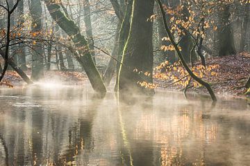 Nebliger heftiger Wald