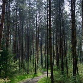 A path through a sunny pine forest by Gerard de Zwaan