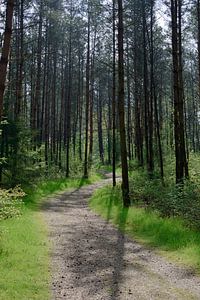 Ein Weg durch einen sonnigen Kiefernwald