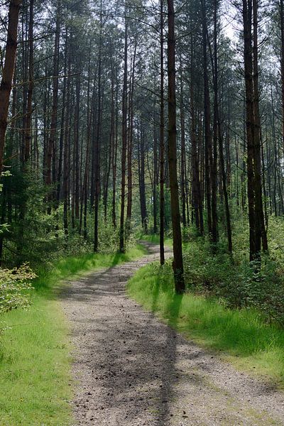 Een pad door een zonnig dennenbos van Gerard de Zwaan