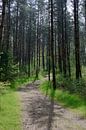 Een pad door een zonnig dennenbos van Gerard de Zwaan thumbnail