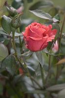 rozen in de tuin