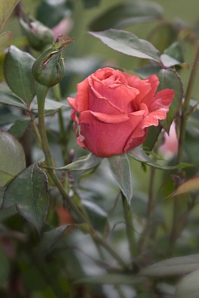 Rosen im Garten von foto-fantasie foto-fantasie