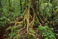 Wurzeln eines Baumes im Dschungel  von Elles Rijsdijk Miniaturansicht