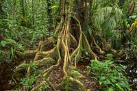 Roots of a tree in the jungle 