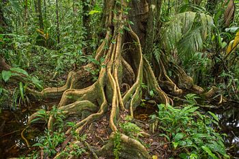 Roots of a tree in the jungle 
