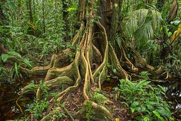 Roots of a tree in the jungle  by Elles Rijsdijk