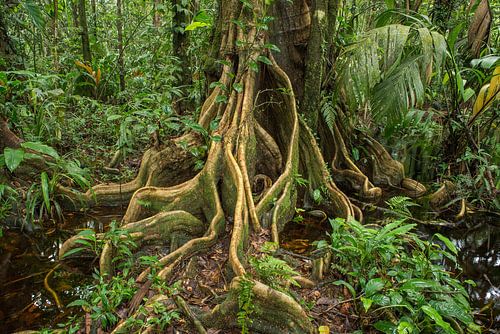 Wortels van een boom in de jungle  van Elles Rijsdijk