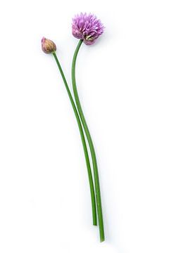 Bieslook of Allium schoenoprasum op een witte achtergrond