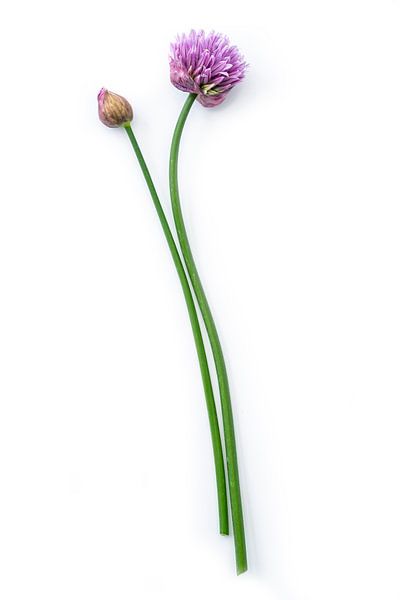 Bieslook of Allium schoenoprasum op een witte achtergrond van Ruurd Dankloff