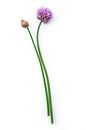 Bieslook of Allium schoenoprasum op een witte achtergrond van Ruurd Dankloff thumbnail