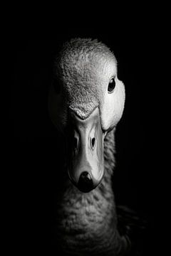 Gans van Poster Art Shop