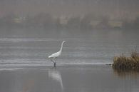 Grote zilverreiger in de mist van Goffe Jensma thumbnail
