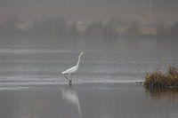 Grote zilverreiger in de mist