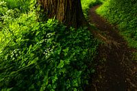 Wandel het bos in