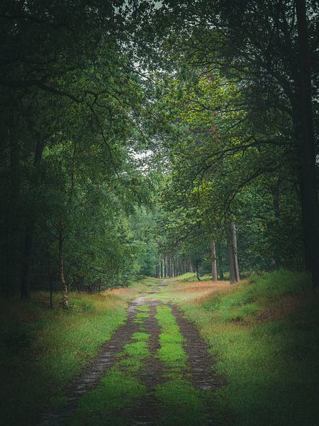 after rain comes sunshine by snippefotografie