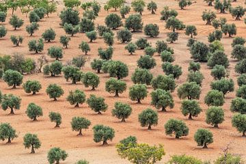 Landbouw in Spanje - Sinaasappelbomen van Frank Herrmann