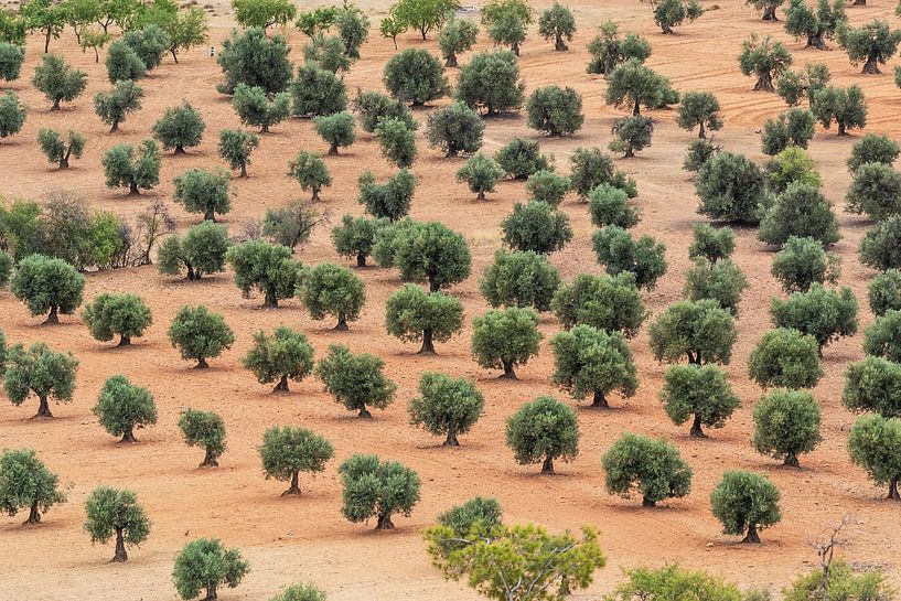 Landwirtschaft in Spanien - Orangenbäume von Frank Herrmann