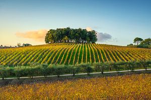 Bäume und Weinberge im Chianti-Gebiet