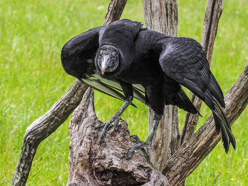 Gypaète noir par Loek Lobel