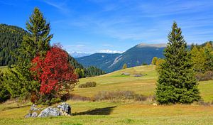 Herbstidylle auf der Seiser Alm