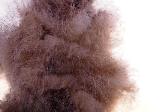 Uitgebloeide Lisdodde