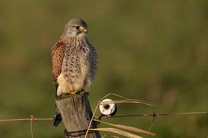 Turmfalke