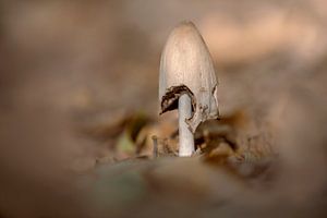 een paddenstoel die groeit op de bosbodem in een loofbos in de herfst