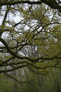 Graceful branches by Greta Lipman