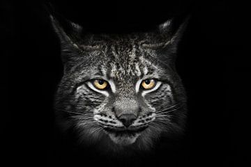 Kalme kat met oranje ogen op een verkleurde brede snuit, lynxkop vol gezicht op een zwarte achtergro van Michael Semenov