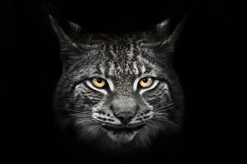 Kalme kat met oranje ogen op een verkleurde brede snuit, lynxkop vol gezicht op een zwarte achtergro