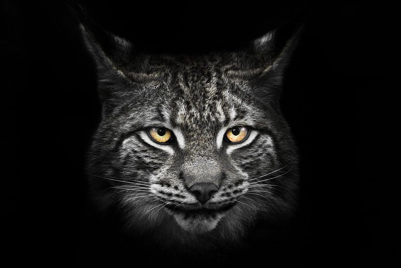Kalme kat met oranje ogen op een verkleurde brede snuit, lynxkop vol gezicht op een zwarte achtergro van Michael Semenov
