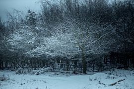 Sneeuw landschap von Dennis Graafland