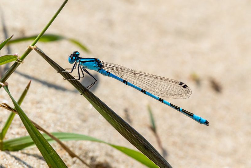 Blaue Seejungfer von Marcel Alsemgeest